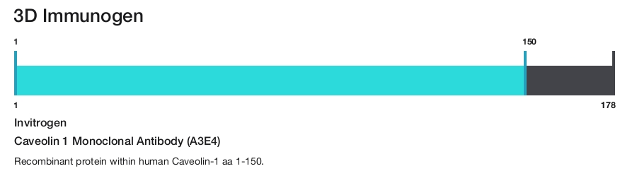 Caveolin 1 Monoclonal Antibody (A3E4)