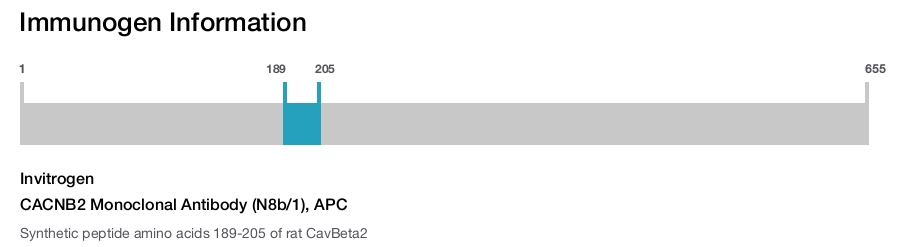 CACNB2 Monoclonal Antibody (N8b/1), APC