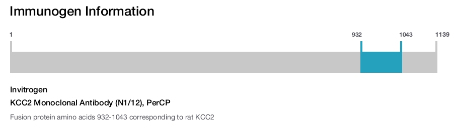 KCC2 Monoclonal Antibody (N1/12), PerCP