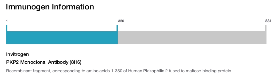 PKP2 Monoclonal Antibody (8H6)