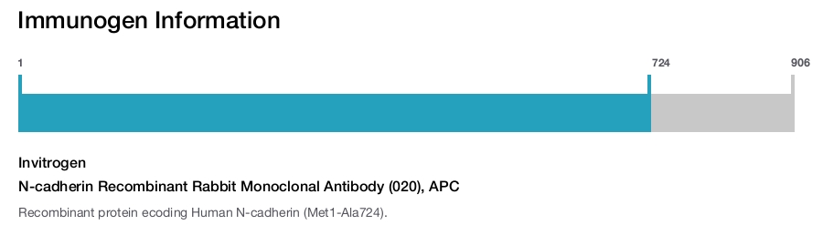 N-cadherin Recombinant Rabbit Monoclonal Antibody (020), APC