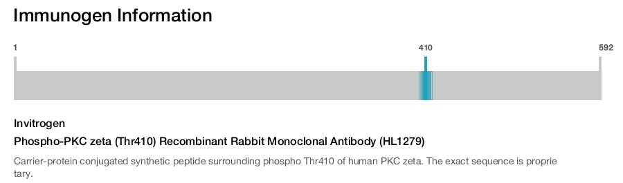 Phospho-PKC zeta (Thr410) Recombinant Rabbit Monoclonal Antibody (HL1279)