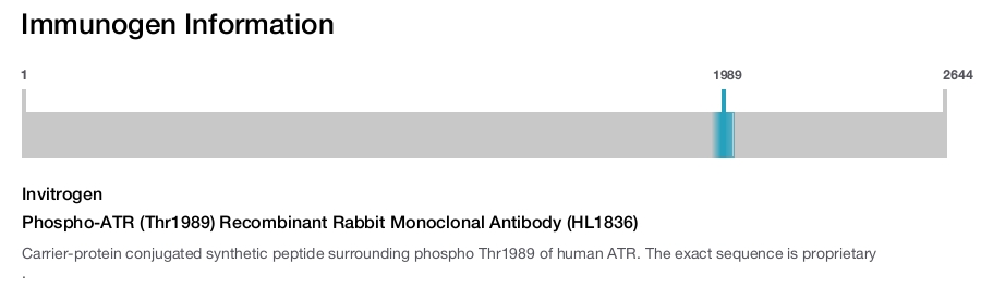Phospho-ATR (Thr1989) Recombinant Rabbit Monoclonal Antibody (HL1836)