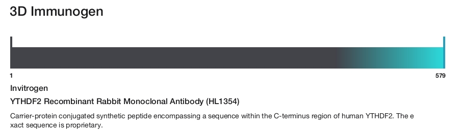 YTHDF2 Recombinant Rabbit Monoclonal Antibody (HL1354)