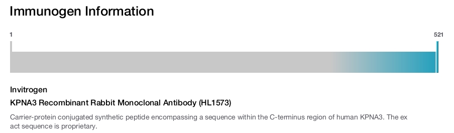 KPNA3 Recombinant Rabbit Monoclonal Antibody (HL1573)