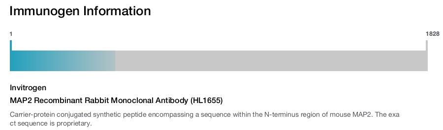 MAP2 Recombinant Rabbit Monoclonal Antibody (HL1655)