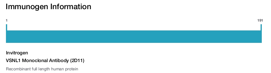 VSNL1 Monoclonal Antibody (2D11)