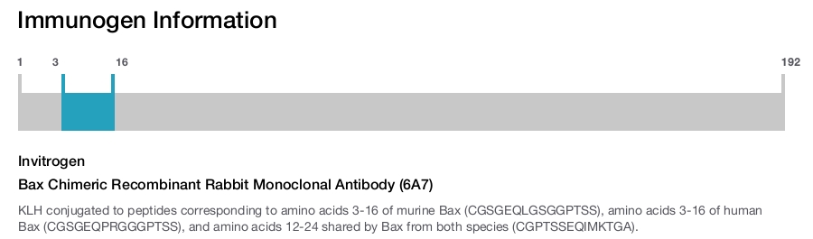 Bax Chimeric Recombinant Rabbit Monoclonal Antibody (6A7)
