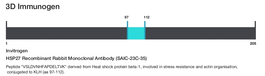 HSP27 Recombinant Rabbit Monoclonal Antibody (SAIC-23C-35)