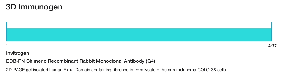 EDB-FN Chimeric Recombinant Rabbit Monoclonal Antibody (G4)