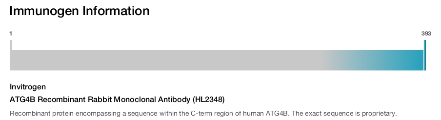 ATG4B Recombinant Rabbit Monoclonal Antibody (HL2348)
