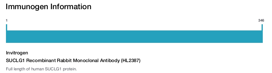 SUCLG1 Recombinant Rabbit Monoclonal Antibody (HL2387)