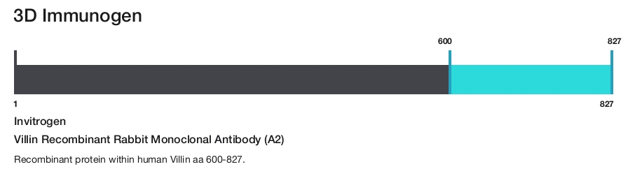 Villin Recombinant Rabbit Monoclonal Antibody (A2)