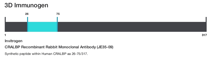 CRALBP Recombinant Rabbit Monoclonal Antibody (JE35-09)