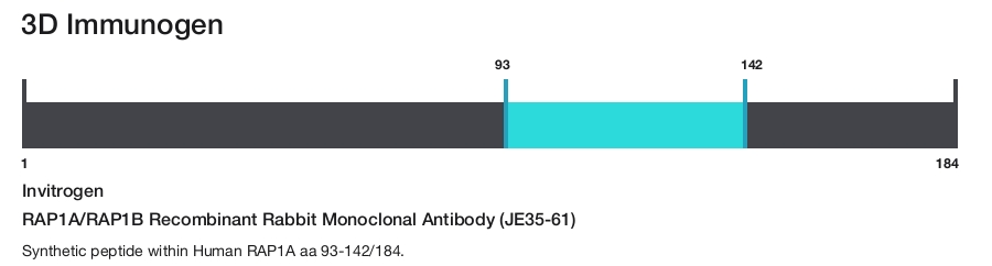 RAP1A/RAP1B Recombinant Rabbit Monoclonal Antibody (JE35-61)