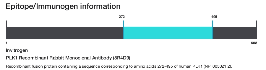 PLK1 Recombinant Rabbit Monoclonal Antibody (8R4D9)