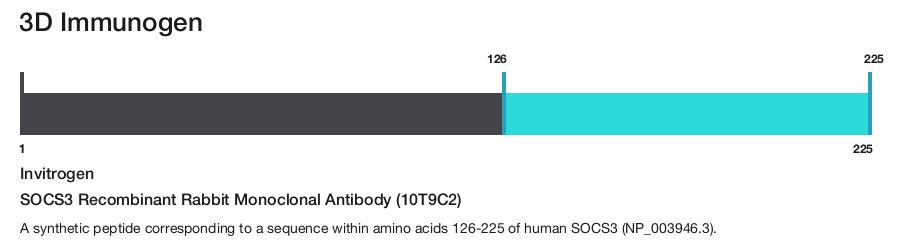 SOCS3 Recombinant Rabbit Monoclonal Antibody (10T9C2)