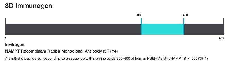 NAMPT Recombinant Rabbit Monoclonal Antibody (5R7Y4)