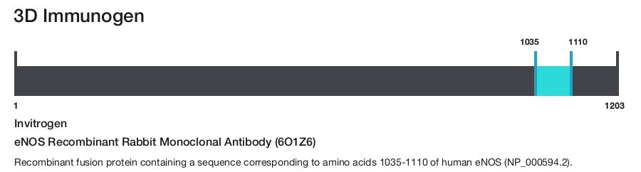 eNOS Recombinant Rabbit Monoclonal Antibody (6O1Z6)
