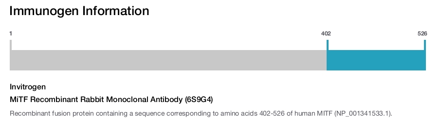 MiTF Recombinant Rabbit Monoclonal Antibody (6S9G4)