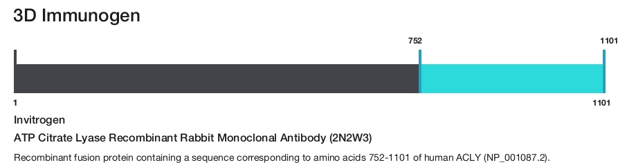 ATP Citrate Lyase Recombinant Rabbit Monoclonal Antibody (2N2W3)