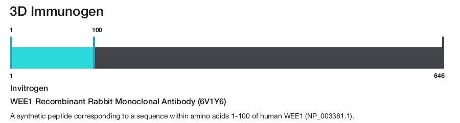 WEE1 Recombinant Rabbit Monoclonal Antibody (6V1Y6)