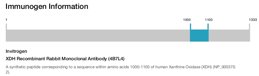 XDH Recombinant Rabbit Monoclonal Antibody (4B7L4)