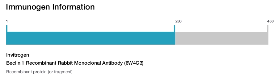 Beclin 1 Recombinant Rabbit Monoclonal Antibody (6W4G3)
