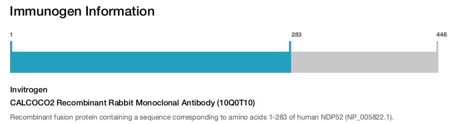 CALCOCO2 Recombinant Rabbit Monoclonal Antibody (10Q0T10)