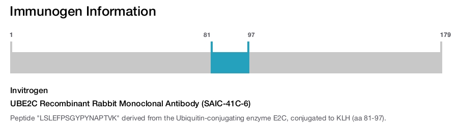 UBE2C Recombinant Rabbit Monoclonal Antibody (SAIC-41C-6)
