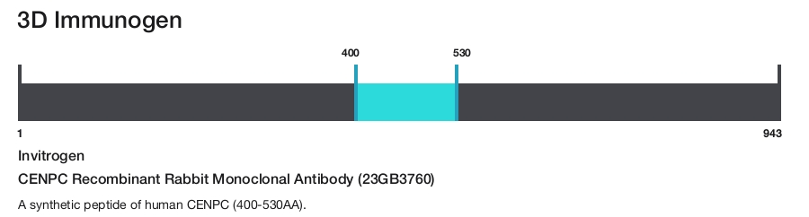 CENPC Recombinant Rabbit Monoclonal Antibody (23GB3760)