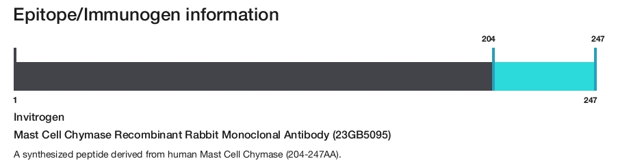 Mast Cell Chymase Recombinant Rabbit Monoclonal Antibody (23GB5095)