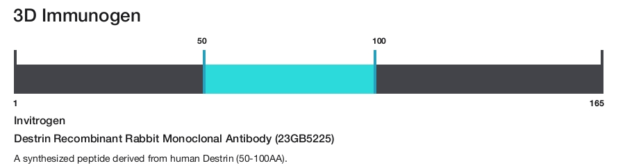Destrin Recombinant Rabbit Monoclonal Antibody (23GB5225)