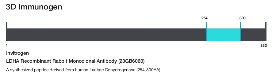 LDHA Recombinant Rabbit Monoclonal Antibody (23GB6060)