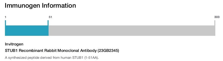 STUB1 Recombinant Rabbit Monoclonal Antibody (23GB2345)