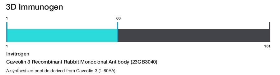 Caveolin 3 Recombinant Rabbit Monoclonal Antibody (23GB3040)
