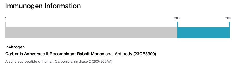 Immunogen Image Carbonic Anhydrase II Recombinant Rabbit Monoclonal Antibody (23GB3300)