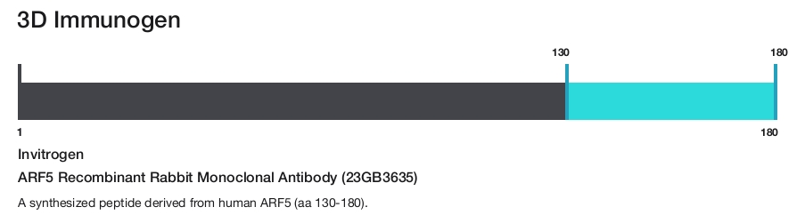 ARF5 Recombinant Rabbit Monoclonal Antibody (23GB3635)