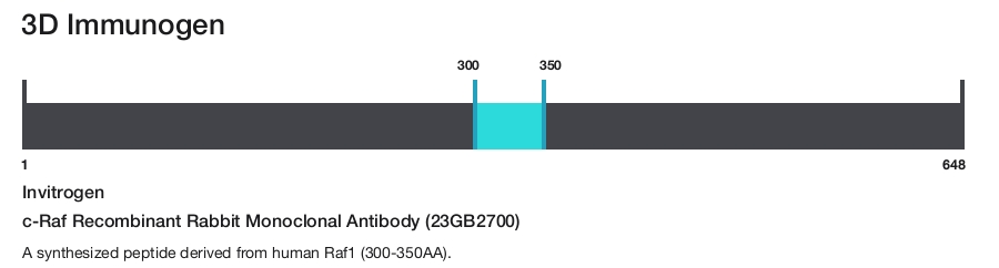 c-Raf Recombinant Rabbit Monoclonal Antibody (23GB2700)