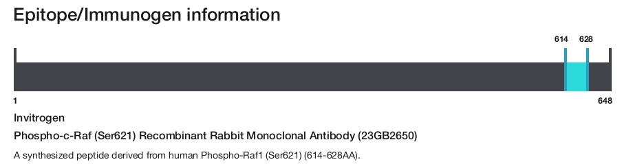 Phospho-c-Raf (Ser621) Recombinant Rabbit Monoclonal Antibody (23GB2650)