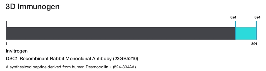 DSC1 Recombinant Rabbit Monoclonal Antibody (23GB5210)