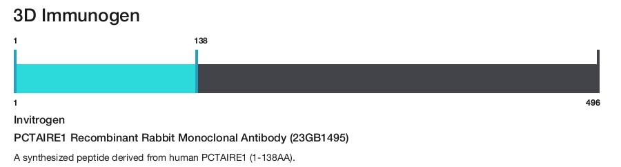 PCTAIRE1 Recombinant Rabbit Monoclonal Antibody (23GB1495)