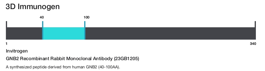 GNB2 Recombinant Rabbit Monoclonal Antibody (23GB1205)