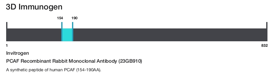 PCAF Recombinant Rabbit Monoclonal Antibody (23GB910)
