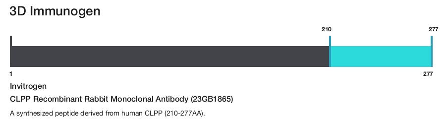 CLPP Recombinant Rabbit Monoclonal Antibody (23GB1865)