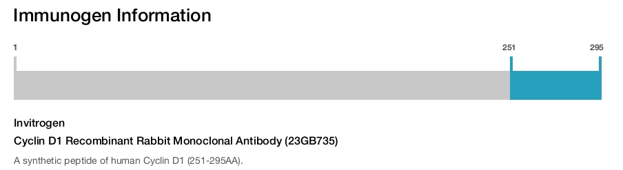 Cyclin D1 Recombinant Rabbit Monoclonal Antibody (23GB735)