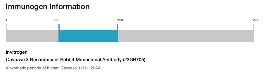 Caspase 3 Recombinant Rabbit Monoclonal Antibody (23GB705)
