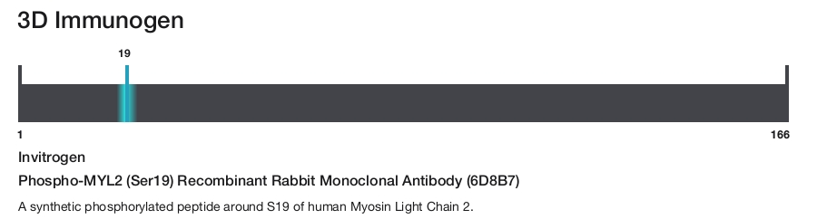Phospho-MYL2 (Ser19) Recombinant Rabbit Monoclonal Antibody (6D8B7)