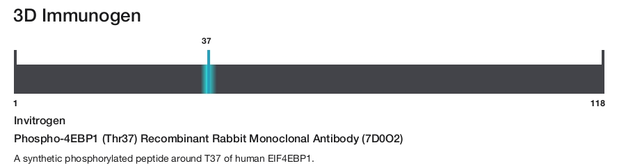 Phospho-4EBP1 (Thr37) Recombinant Rabbit Monoclonal Antibody (7D0O2)