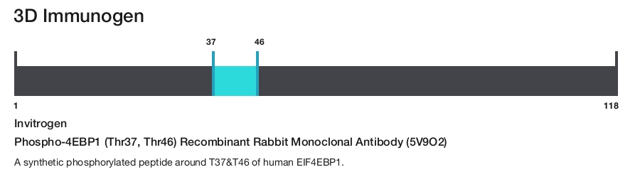 Phospho-4EBP1 (Thr37, Thr46) Recombinant Rabbit Monoclonal Antibody (5V9O2)